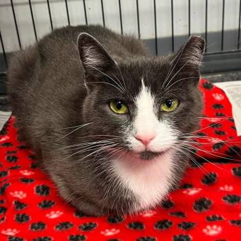Mew -  Domestic Short Hair Cat for Adoption in Buffalo, New York - Mew | PetCurious