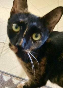 Rescue Tortoiseshell Cats for Adoption in Durham, Connecticut - Freckles - Lap Cat & More! | PetCurious