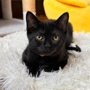 Casper -  Domestic Short Hair Cat for Adoption in Gibsonia, Pennsylvania - Casper | PetCurious