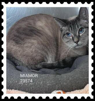 MIAMOR -  Domestic Short Hair Cat for Adoption in Marietta, Georgia - MIAMOR | PetCurious