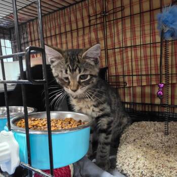 Lars -  Domestic Short Hair Cat for Adoption in Abingdon, Maryland - Lars | PetCurious