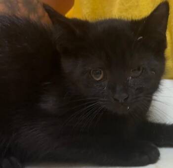 DINAH -  Domestic Short Hair Cat for Adoption in Elizabethton, Tennessee - DINAH | PetCurious