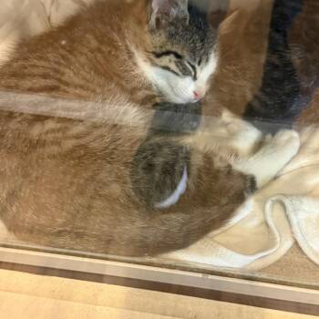 Domestic Short Hair Cats Available for Adoption in Quakertown, Pennsylvania - Sierro | PetCurious