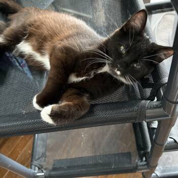 Bitty- stunning color -  Domestic Short Hair Cat for Adoption in North Arlington, New Jersey - Bitty- Stunning Color | PetCurious