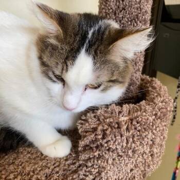 Rescue Domestic Medium Hair Cats for Adoption in Benicia, California - Lola | PetCurious