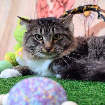 Domestic Long Hair Cats Available for Adoption - River | PetCurious