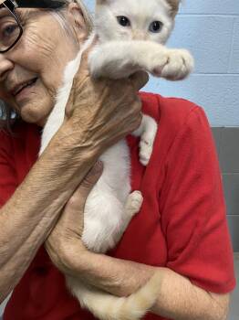 Aspen - At shelter -  Domestic Short Hair Cat for Adoption in Rustburg, Virginia - Aspen - At Shelter | PetCurious
