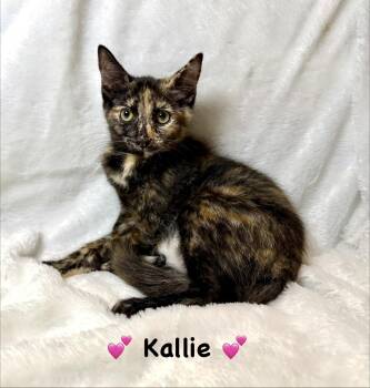 Kallie -  Tortoiseshell Cat for Adoption in Copley, Ohio - Kallie | PetCurious