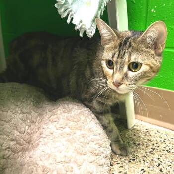 Tajin -  Domestic Short Hair Cat for Adoption in Cheyenne, Wyoming - Tajin | PetCurious