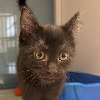 Germanium -  Domestic Short Hair Cat for Adoption in East Hanover, New Jersey - Germanium | PetCurious