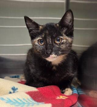 Cheetah -  Domestic Short Hair Cat for Adoption in Ocala, Florida - Cheetah | PetCurious