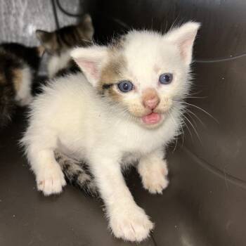 Cory -  Domestic Short Hair Cat for Adoption in Chattanooga, Tennessee - Cory | PetCurious