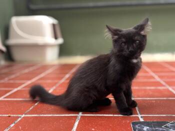 Sawyer -  Domestic Medium Hair Cat for Adoption in Port Jervis, New York - Sawyer | PetCurious