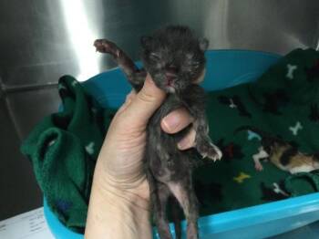 Domestic Short Hair Cats Available for Adoption in Thousand Palms, California - A1912503 | PetCurious