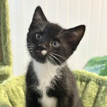 Domestic Short Hair Cats Available for Adoption in Pontiac, Michigan - Travis | PetCurious