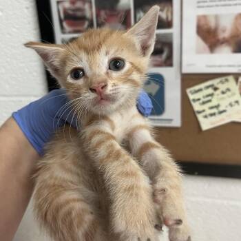 Domestic Short Hair Cats Available for Adoption in Edinburg, Texas - Edi | PetCurious