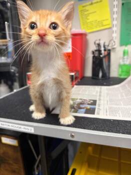 Leon -  Domestic Short Hair Cat for Adoption in Sorrento, Louisiana - Leon | PetCurious