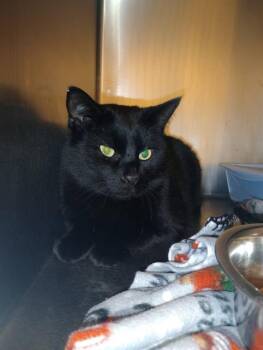 Domestic Short Hair Cats Available for Adoption - REVAN | PetCurious