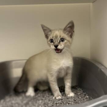 Siamese and Domestic Short Hair Cats Available for Adoption in League City, Texas - Ramble | PetCurious