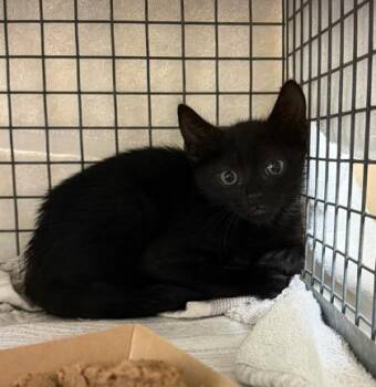 Sheeba -  Domestic Short Hair Cat for Adoption in Honolulu, Hawaii - Sheeba | PetCurious
