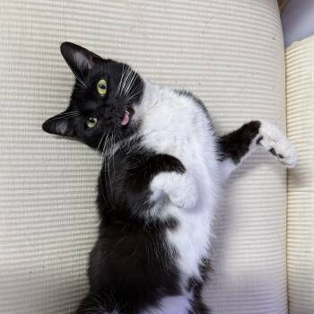 Ashley -  Domestic Short Hair Cat for Adoption in Syracuse, New York - Ashley | PetCurious