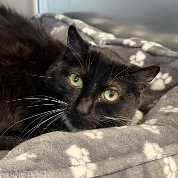 Domestic Short Hair Cats Available for Adoption in Dekalb, Illinois - Emmy | PetCurious