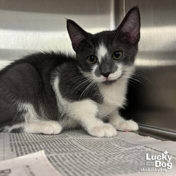 Zaxby -  Domestic Short Hair Cat for Adoption in Washington, District Of Columbia - Zaxby | PetCurious