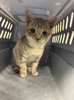 Domestic Short Hair Cats Available for Adoption - Cale | PetCurious