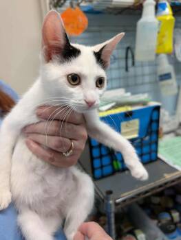 Rescue Domestic Short Hair Cats for Adoption in Rustburg, Virginia - Finn - At Shelter | PetCurious
