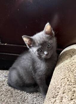 Lilibet -  Domestic Short Hair Cat for Adoption in Ferndale, Michigan - Lilibet | PetCurious