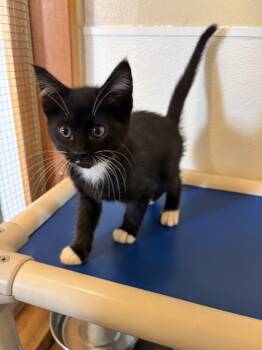 Logan -  Domestic Short Hair Cat for Adoption in Challis, Idaho - Logan | PetCurious