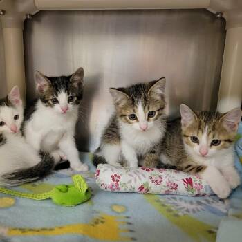 Highlighter -  Domestic Short Hair Cat for Adoption in Columbia, Missouri - Highlighter | PetCurious
