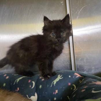 Walrus -  Domestic Long Hair Cat for Adoption in Dayton, Ohio - Walrus | PetCurious