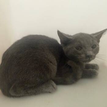 Charcoal -  Domestic Short Hair Cat for Adoption in Columbus, Georgia - Charcoal | PetCurious