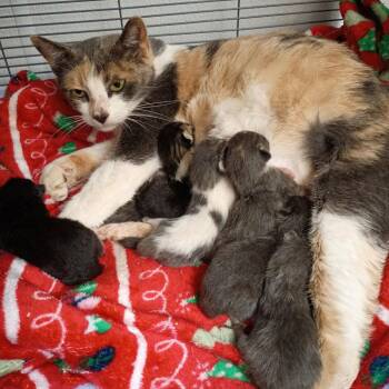 Domestic Short Hair Cats Available for Adoption in Dallas, Texas - Parvati | PetCurious