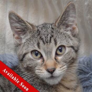 Alex -  Tabby and Domestic Short Hair Cat for Adoption in Huntley, Illinois - Alex | PetCurious