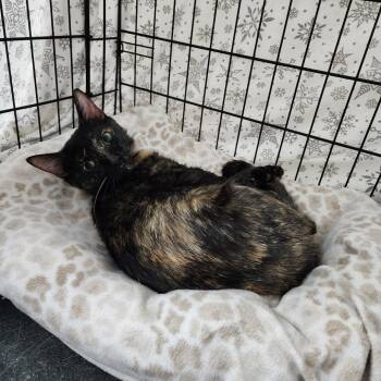 Rescue Domestic Short Hair Cats for Adoption in Monroe, Michigan - Jade | PetCurious