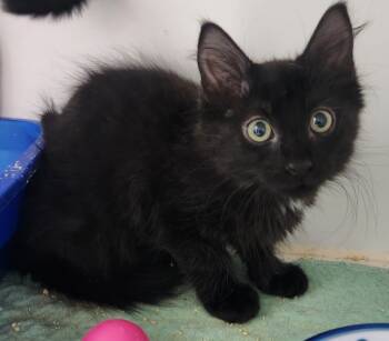 Rescue Domestic Medium Hair Cats for Adoption in Walnutport, Pennsylvania - Harper | PetCurious