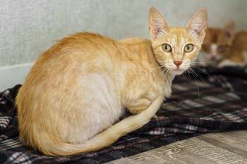 Lady -  American Shorthair Cat Available for Adoption in Lampasas, Texas - Lady | PetCurious