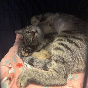 Dobby -  Domestic Short Hair Cat for Adoption in Tempe, Arizona - Dobby | PetCurious