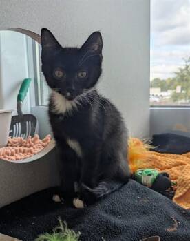 SALEM -  Domestic Short Hair Cat for Adoption in Leesburg, Virginia - SALEM | PetCurious