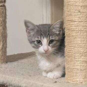 Domestic Short Hair Cats Available for Adoption in Liverpool, Texas - Tart | PetCurious