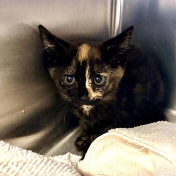 Dinah -  Domestic Short Hair Cat for Adoption in Palm Springs, California - Dinah | PetCurious