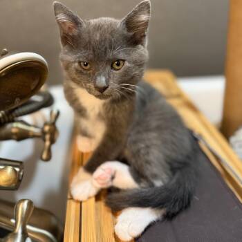 Slate -  Domestic Short Hair Cat for Adoption in Belfair, Washington - Slate | PetCurious