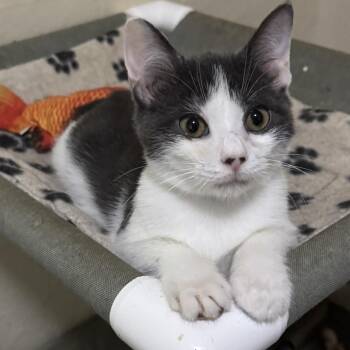 Domestic Short Hair Cats Available for Adoption - Praline | PetCurious