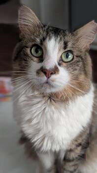 Franklin -  Domestic Medium Hair Cat for Adoption in Austin, Texas - Franklin | PetCurious