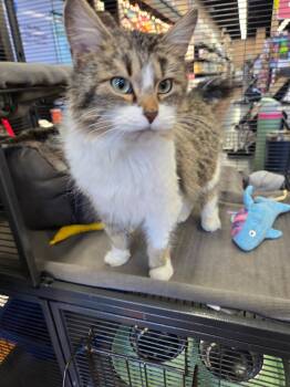 Domestic Medium Hair Cats Available for Adoption - Arbuckle | PetCurious