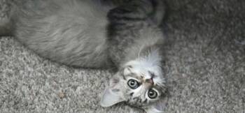 Ziva -  Domestic Medium Hair Cat for Adoption in Fulton, New York - Ziva | PetCurious