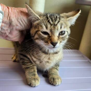 Tigger -  Domestic Short Hair Cat for Adoption in Madisonville, Tennessee - Tigger | PetCurious