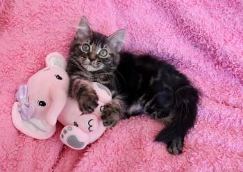 Ruby -  Maine Coon and Domestic Long Hair Cat for Adoption in St. Augustine, Florida - Ruby | PetCurious